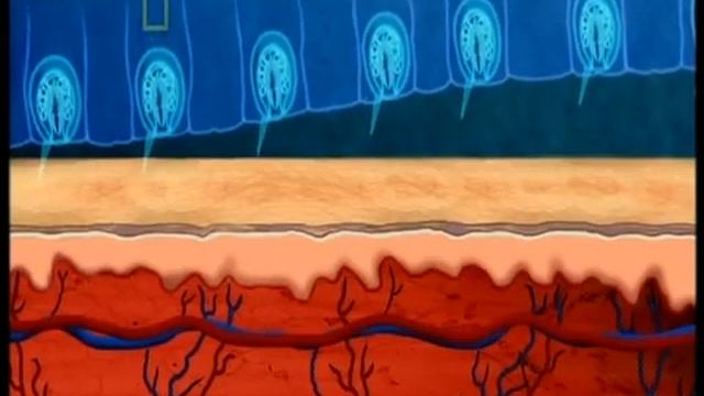 Box Jellyfish Irukandji смотреть онлайн