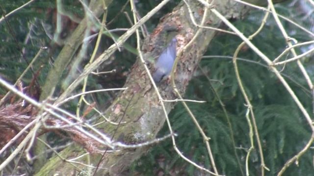 Eurasian Nuthatch (Sitta europaea) смотреть онлайн