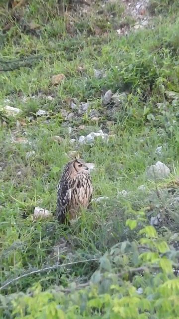 Indian Eagle Owl II Rock Eagle Owl #shorts by Sachin Main смотреть онлайн