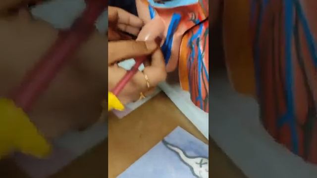 What Is The Difference Between Shemale ,female And Male #shemale #difference #female #male #trendin