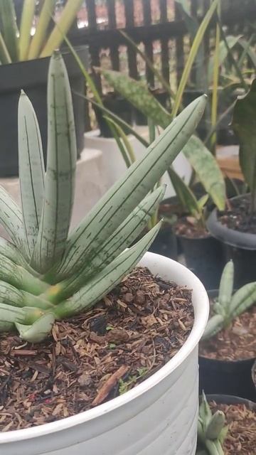 SANSEVIERIA BONCEL PLATINUM #sansevieria #sansevieriaboncelplatinum #snakeplant #sansevieriaplant смотреть онлайн