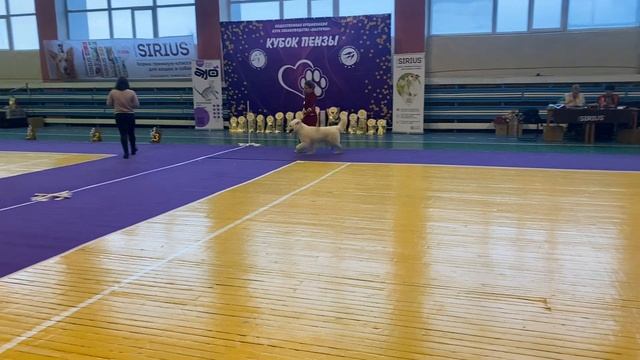 Разминка перед рингом белой швейцарской овчарки Ричарда ❤️JCh, ch Alkhabor Almira Try Again. 03.24 смотреть онлайн