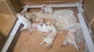 русская борзая Черемша и ее щенки от Догона. возраст 3.5 недели