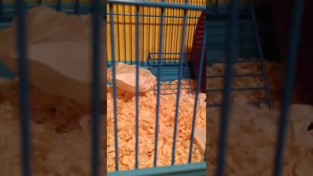 Активный хомячок смотреть онлайн