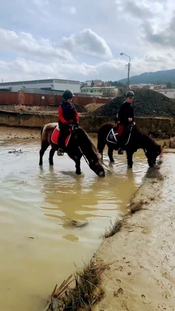 Irish cob and ponies ❤️#horses #horse #horselover #horsepower #equestrian #pony смотреть онлайн