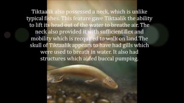 Tiktaalik: Forerunner of Tetrapods смотреть онлайн