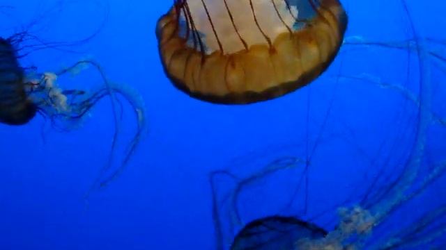 DSC28203, Sea Nettle, Chrysaora Fuscescens, Monterey Bay Aquarium, Monterey, California, USA смотреть онлайн