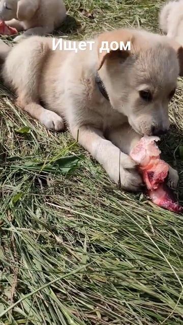 Рейн ищет дом#puppy #щенки #впоискедома #щенокищетдом смотреть онлайн