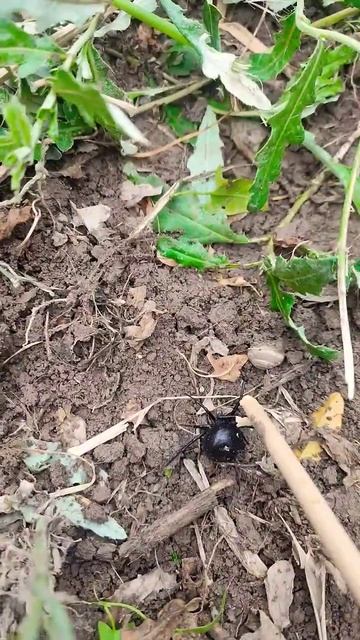 Чёрная Вдова! Кара курт! смотреть онлайн