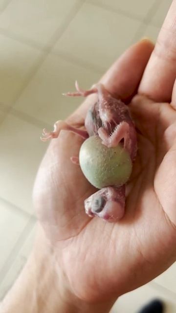 Emily's Parents Overfed their Child to Death! RIP poor little guy! смотреть онлайн