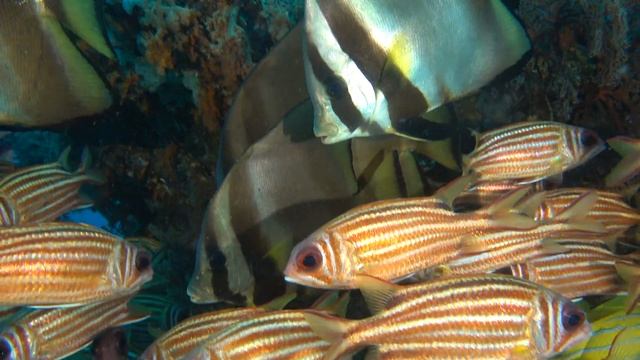 Pinnate Spadefish, Raja Ampat, Indonesia смотреть онлайн