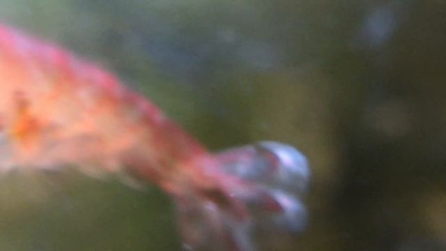 Closeup of Berried Metabetaeus lohena (Alpha Opae ula) смотреть онлайн