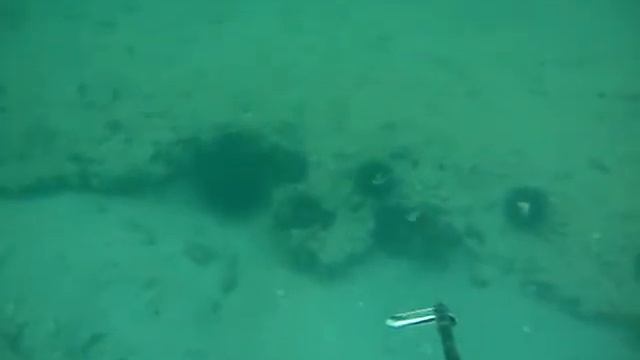 spearfishing q8 back off gruper смотреть онлайн