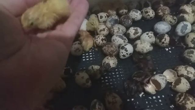 Добро пожаловать в этот мир, перепелята😙 смотреть онлайн