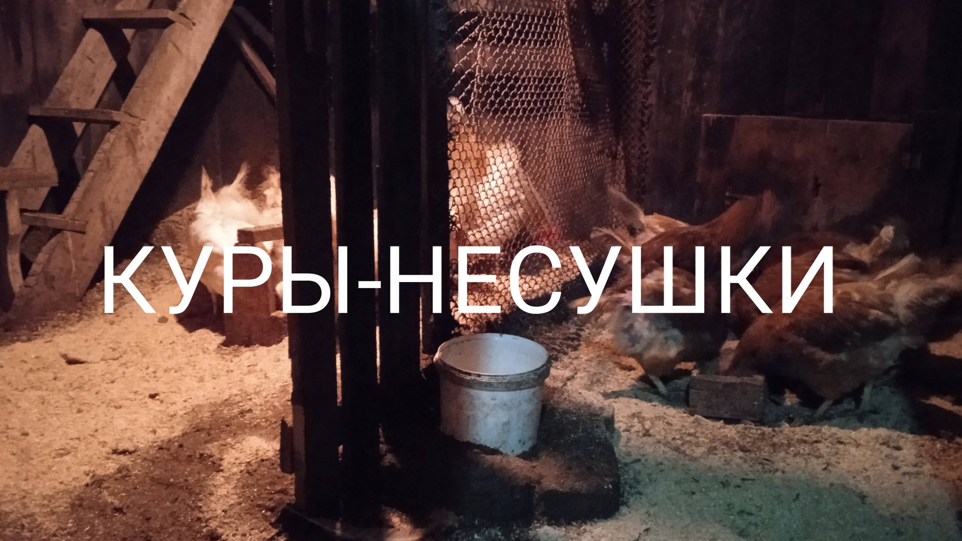 Куры несушки. Кормите их отрубями и хлебом, но помаленьку и все будет хорошо смотреть онлайн