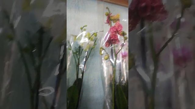 Крытый рыноктағы бөлме гүлдері 😍 смотреть онлайн