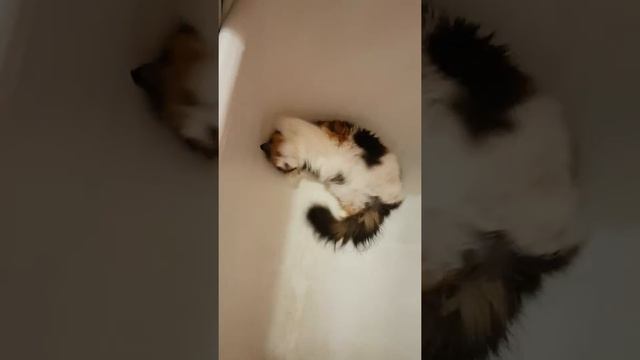 Calico cat likes playing in the bathtub - cute cat video смотреть онлайн