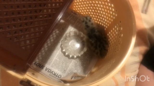 Звери в свободной природе