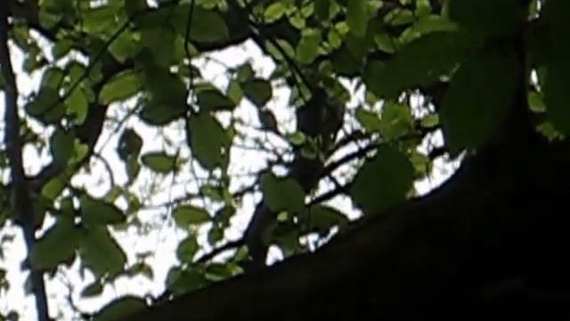 Curruca capirotada смотреть онлайн