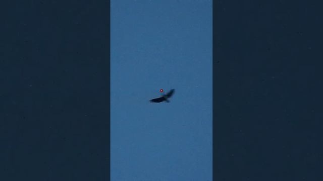 Лучшие налеты гусей # ShotKam # fabarm XLR 5 # в Амурской области смотреть онлайн