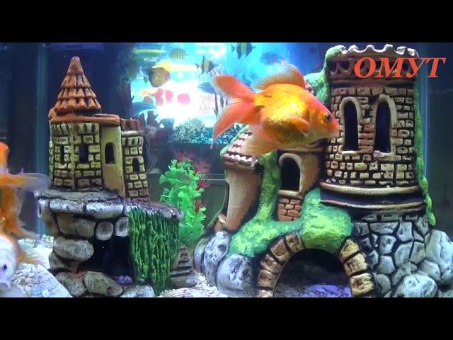 351. ВАШИ КОММЕНТЫ и НЕ ТОЛЬКО... смотреть онлайн