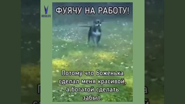 #москва #top #rek #вахта #rabota #деньги #meme #отзывы #cat #memes смотреть онлайн