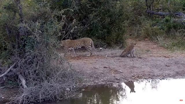 Мама и детёныш леопарда - Mother and leopard cub. смотреть онлайн