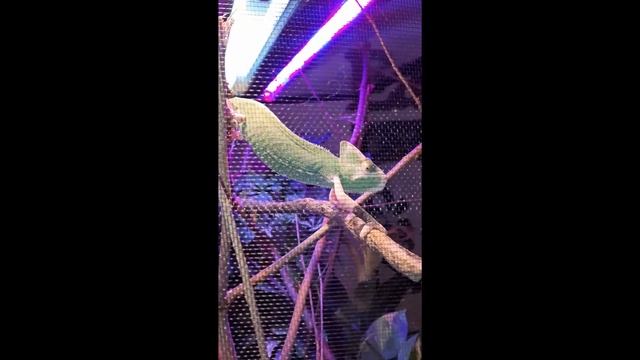 Chameleon #shorts смотреть онлайн