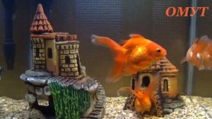 126.Диагностика и снятие порчи.И ВАШИ комменты- ДРУЗЬЯ!!!