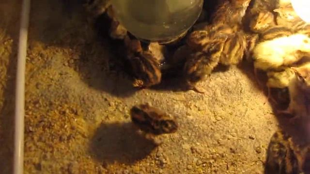 № 1 Prepelite cresterea lor Перепела. Птенцы перепелов. Как растут перепела. adult quail смотреть онлайн
