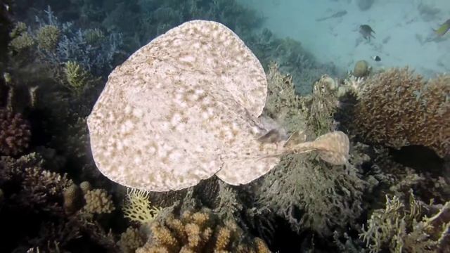 Leopard torpedo ray смотреть онлайн