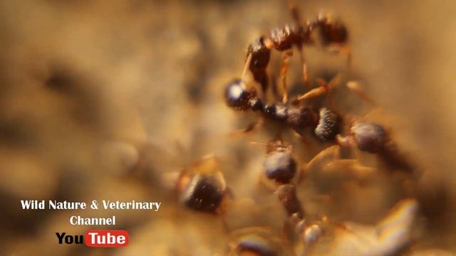 Ant War | World War of the Ants. Army Ant! Monster Bug Wars. Micro monsters. Urban Wildlife, Insect смотреть онлайн