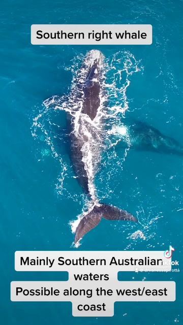Know your whale species Australia смотреть онлайн