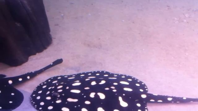 new tank 3000 liters (Potamotrygon leopoldi) смотреть онлайн