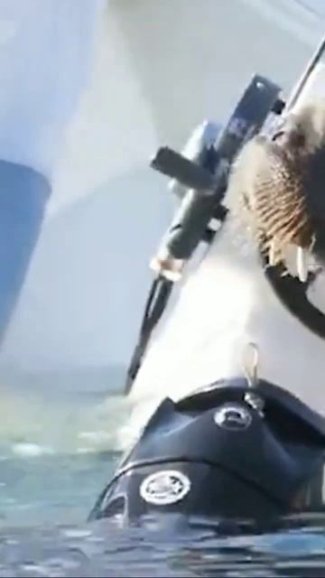 Моржиха топит лодки, но её всё равно все любят смотреть онлайн