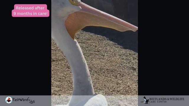 A Precious American White Pelican Released After 9 Months in Care! смотреть онлайн