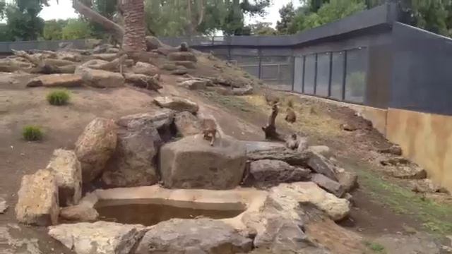 Baboons смотреть онлайн