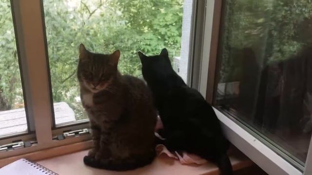 Малыши слушают птичек 😍 смотреть онлайн