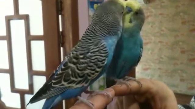 волнистый попугай (чуча) на пальце перед зеркалом смотреть онлайн