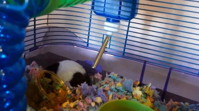 president hamster played by Oreo he has grate and embarrassing news смотреть онлайн