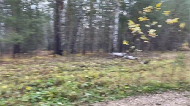 Утро, лес. смотреть онлайн