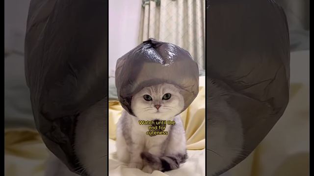 Side-Splitting Cat Fails You Can't Miss! 😹🐾 смотреть онлайн