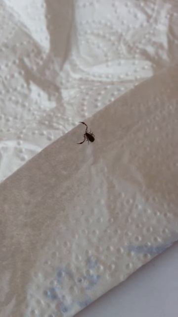 Bücherskorpion voll angriffslustig смотреть онлайн