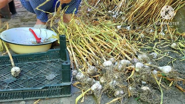 ЯК МИ ГОТУЄМО ЧАСНИК ДО ЗБЕРІГАННЯ НА ЗИМУ? смотреть онлайн