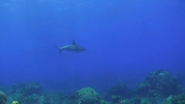 Finally I filmed Hammerhead shark!! смотреть онлайн