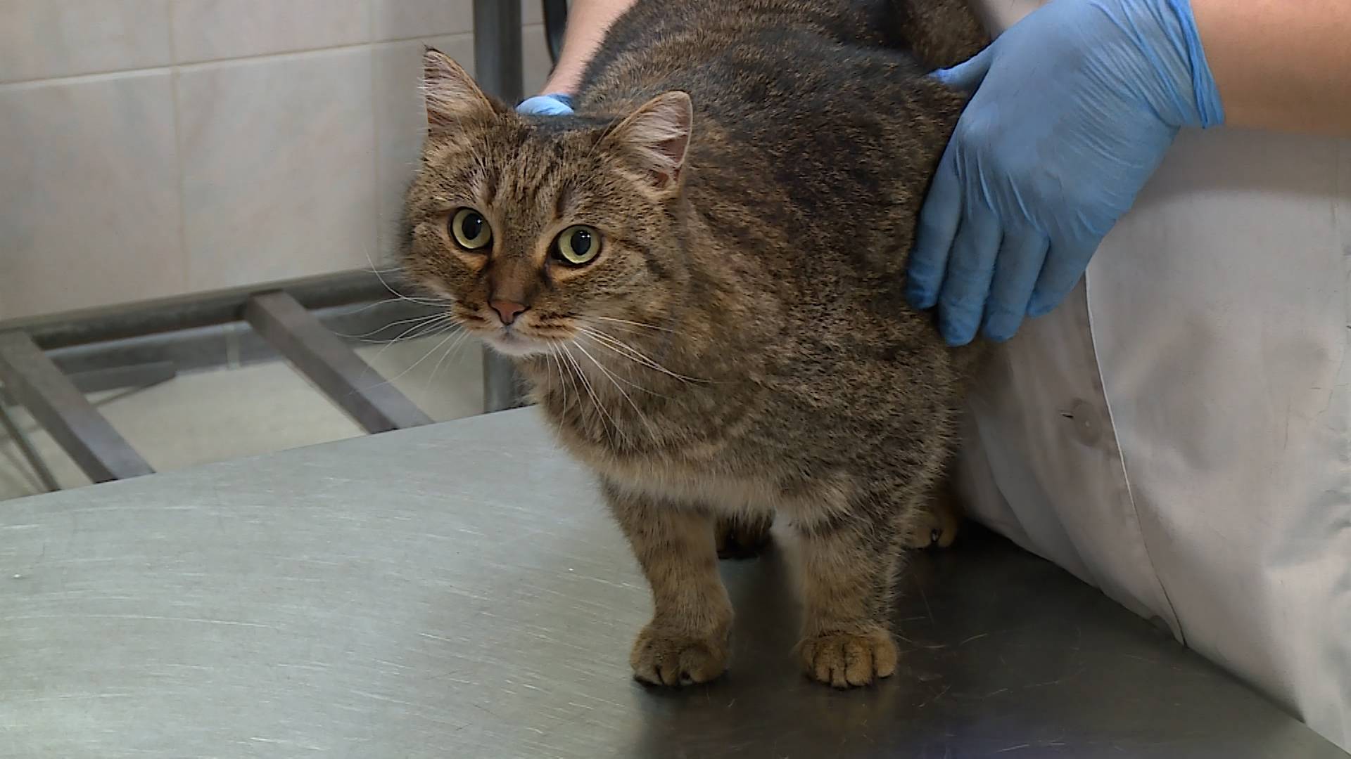 Почему домашним животным необходимо делать прививки?