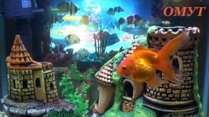 253. ЗАЩИТА ЖИЛЬЯ НА ГОД...И ВАШИ КОММЕНТЫ РОДНЫЕ...