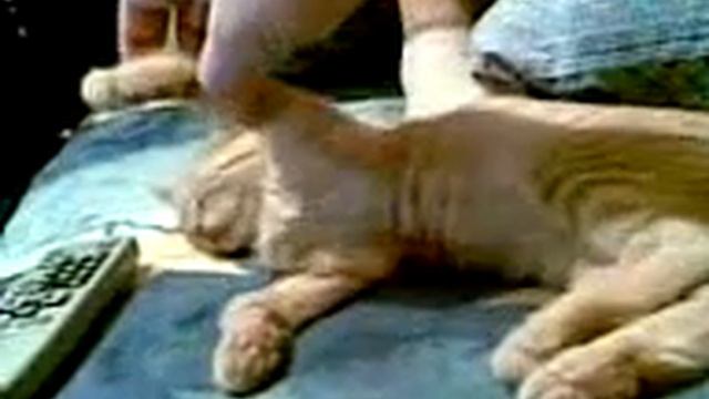 сон кошачий смотреть онлайн