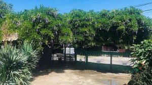 Гостевой дом "Зеленый дом". Абхазия, пос.Алахадзы, Шаумяна 65.