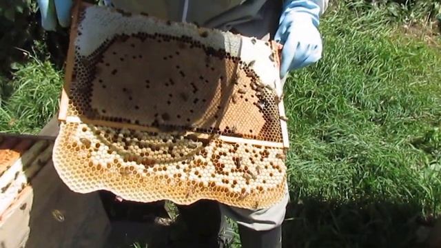 Culling drone comb to reduce varroa mites смотреть онлайн